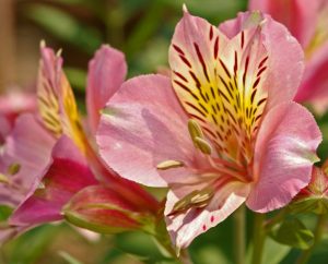 Очарование и мягкость альстромерий