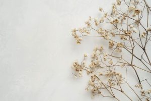 Как ухаживать зе срезанными гипсофилами?