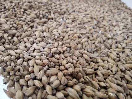 Солод для самогона: От зерна к золотому напитку