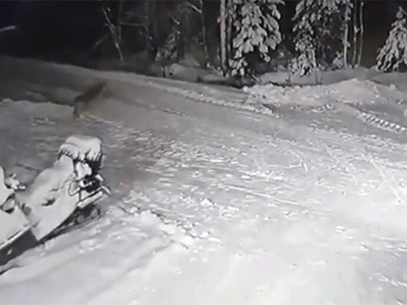 В Коми домашний пес спас от волка ребенка и погиб сам