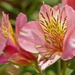 Очарование и мягкость альстромерий