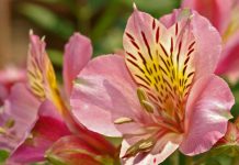 Очарование и мягкость альстромерий