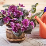 Уход за фиалкой: секреты прекрасного выращивания
