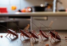 Какими средствами делается обработка от тараканов?