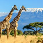 Туры в Кению: Погружение в Африканскую Экзотику