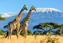 Туры в Кению: Погружение в Африканскую Экзотику