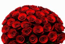 Как собрать букет из 101 розы?