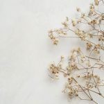 Как ухаживать зе срезанными гипсофилами?