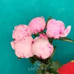 Уход за сразенными пионами