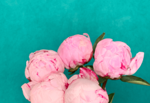 Уход за сразенными пионами