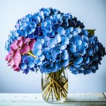 Букет из гортензий — лучший подарок даме