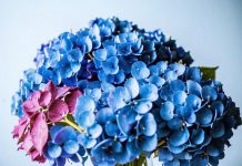Букет из гортензий — лучший подарок даме