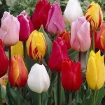 Почему на 8 марта принято дарить тюльпаны?
