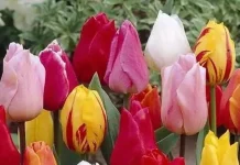 Почему на 8 марта принято дарить тюльпаны?