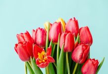 Как продлить жизнь букета тюльпанов