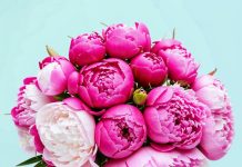 Как продлить жизнь букета пионов?