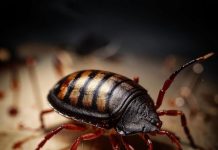 Как работает барьерная защита от клопов