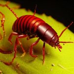 Какие эффективные средства используются при уничтожении клопов?