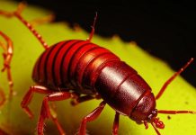 Какие эффективные средства используются при уничтожении клопов?