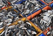 Главным поставщиком рыбы в Россию стала Белоруссия, не имеющая выходов в море