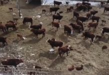 На фоне массового забоя скота, Казахстан запретил ввоз зерна и кормов из РФ