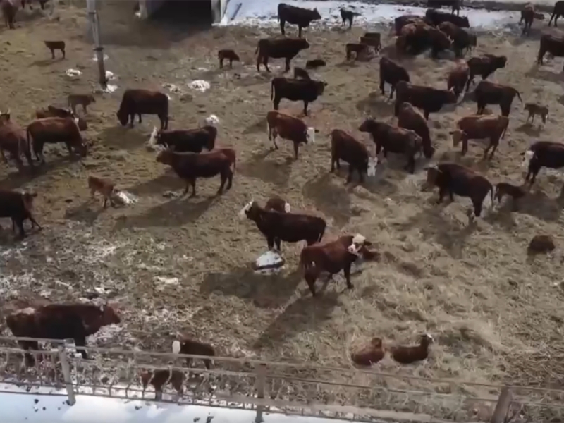 На фоне массового забоя скота, Казахстан запретил ввоз зерна и кормов из РФ