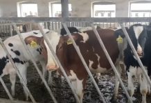 Силовики пришли за коровами в Чувашии: по всей России резко ужесточили массовое изъятие скота