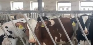 Силовики пришли за коровами в Чувашии: по всей России резко ужесточили массовое изъятие скота