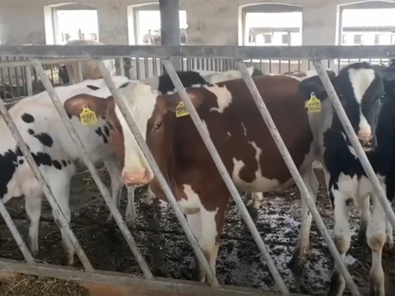 Силовики пришли за коровами в Чувашии: по всей России резко ужесточили массовое изъятие скота