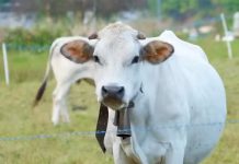 В Сибири пытавшихся спасти свой скот фермеров арестовали и оштрафовали