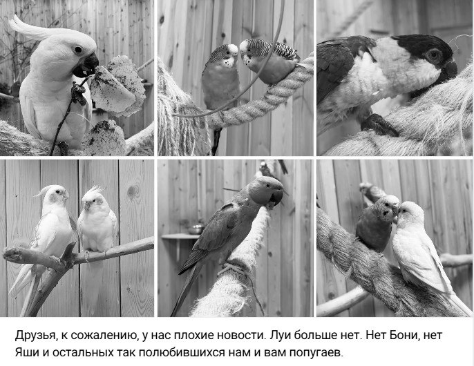 «Это бесчеловечно»: 50 попугаев отравлены газом в частном зоопарке Ленобласти