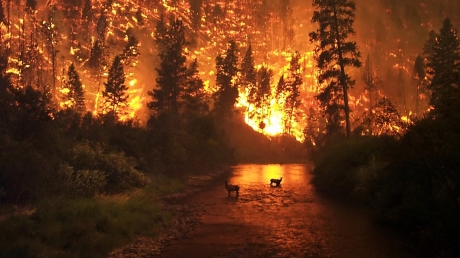 Горящая Якутия попала на видео: почти 230 лесных пожаров "окружили" регион