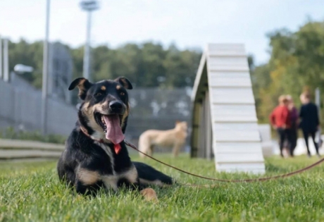 Депутат ГД Баженов оценил новый проект Москвы по созданию площадок для выгула домашних питомцев