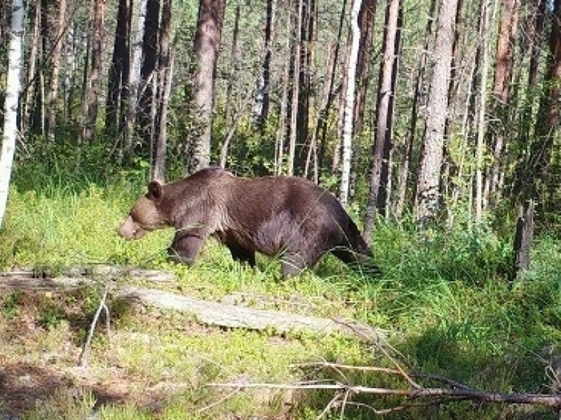 В природном парке в Красноярском крае медведь убил жителя Москвы, напав на группу туристов