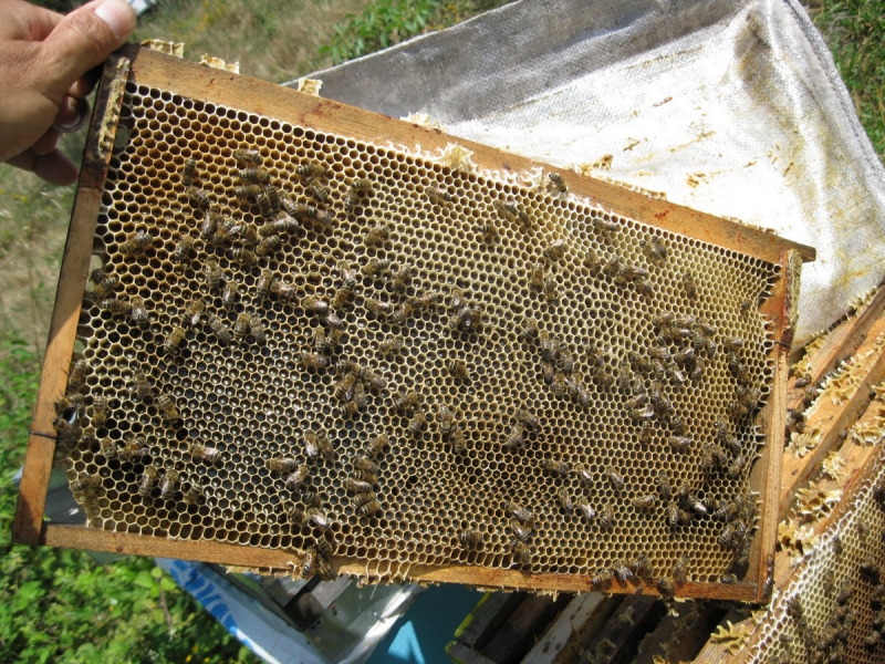 “Вывозили мешками”: в Красноярском крае погибли более 20 млн пчел